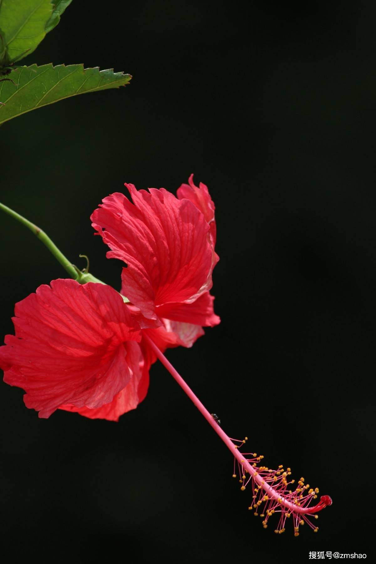 扶桑花欣赏