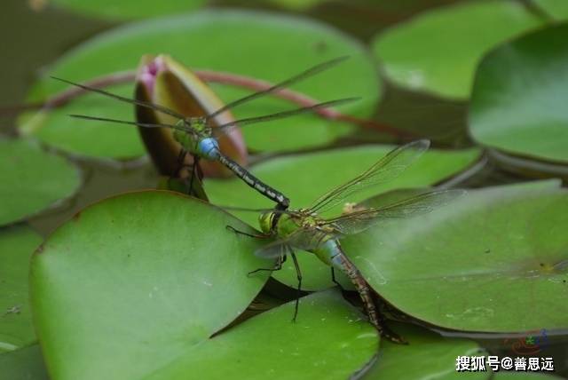 蜻蜓---分类诗_须点水