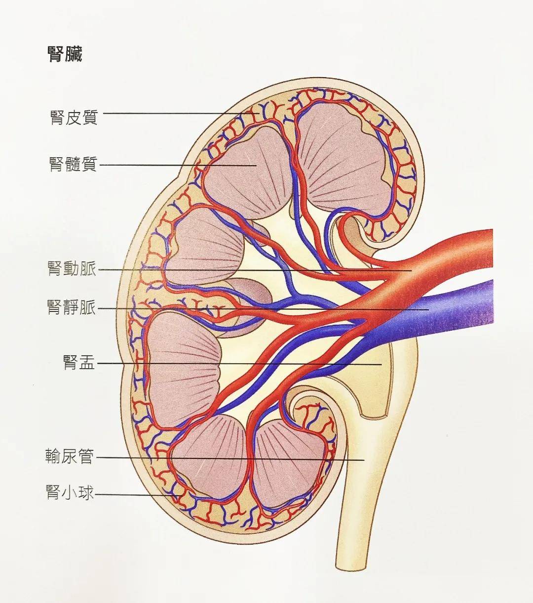 备考ifa关于生理解剖你必须要掌握这几张图5