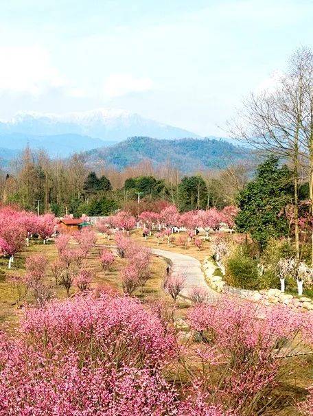 完美邂逅吧这个时节在崇州市街子镇会元社区的"问花村"300余亩海棠花