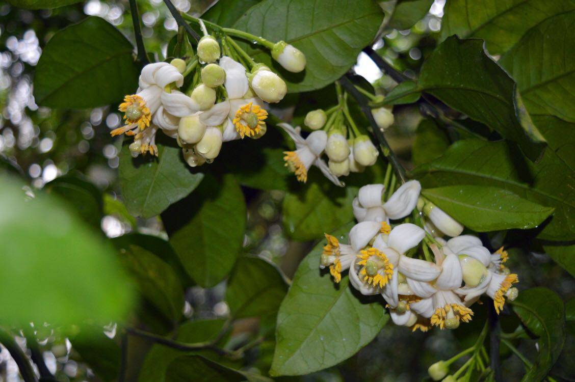 不负春光蒲芦洲邀您一起赏柚花