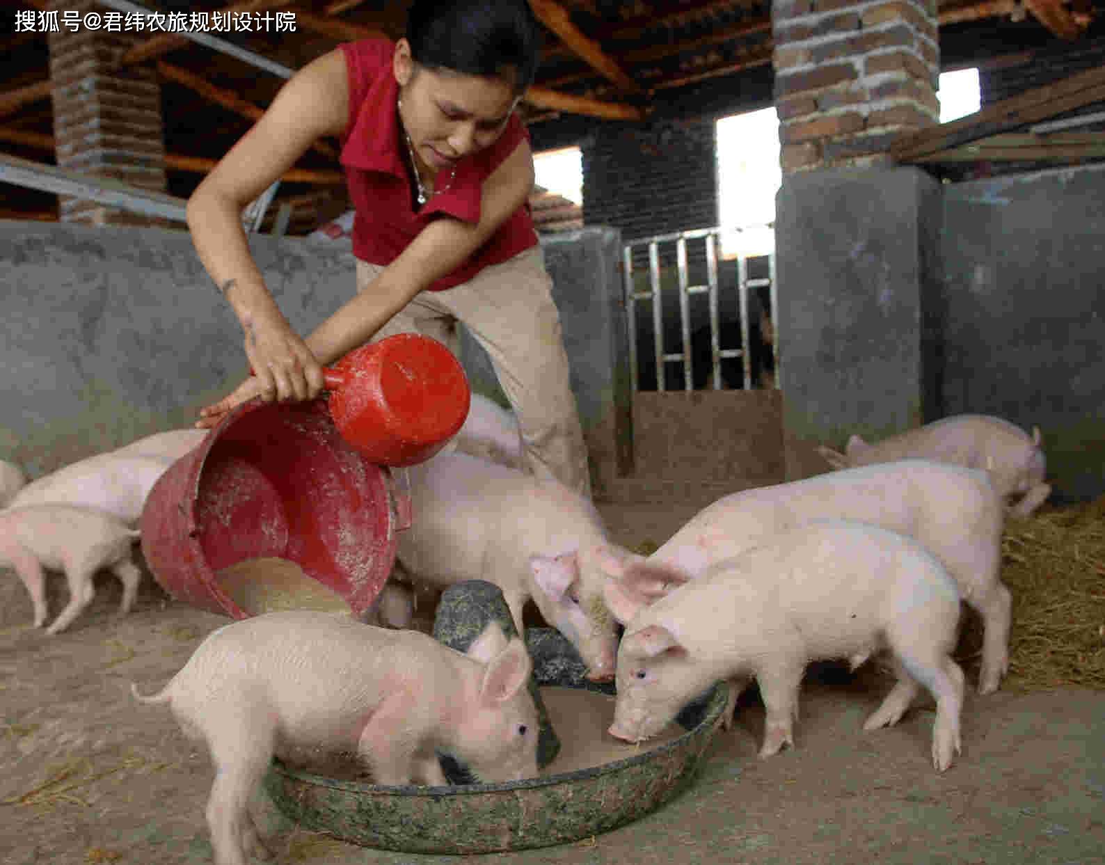 农村小型养猪场设计图 4款最低成本科学养猪简易猪栏猪舍建造图