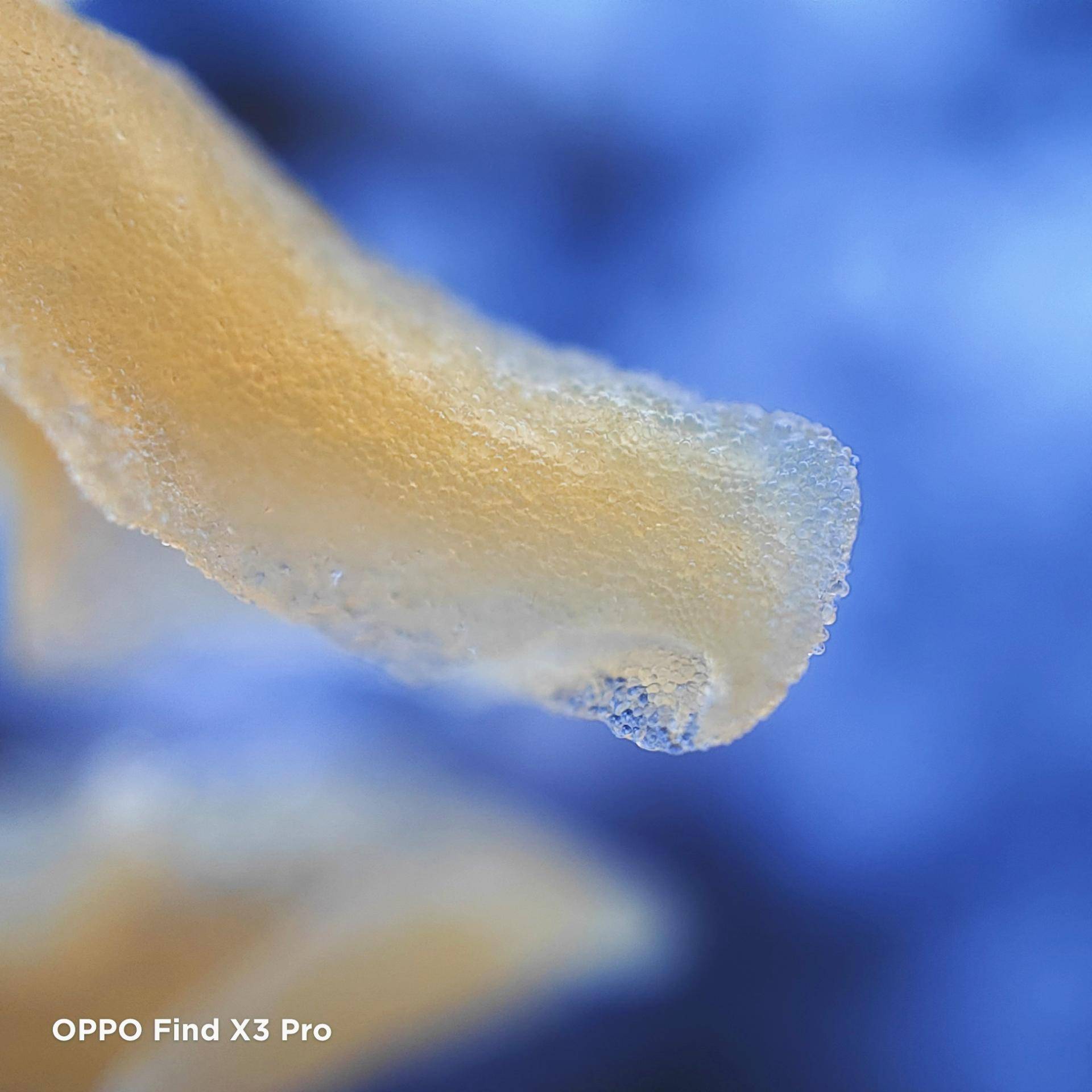 oppofindx3pro拍月亮,oppofindx3pro外观 (oppo find x3 pro拍摄的香蕉花)与一般的微距镜头不同,oppo find x3