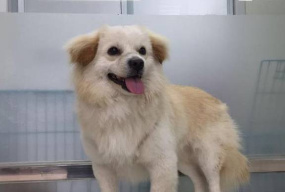 京巴犬怎样喂养更好,记住这几点,可以让你的狗狗更加的健康