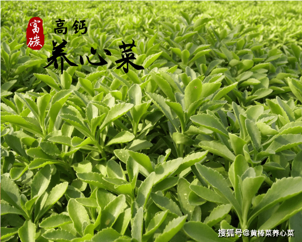 富碳高钙养心菜营养丰富产量高一年多茬像割韭菜一样随割随长