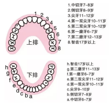 广州圣贝熊飞医生提醒:儿牙矫正的重点,爸爸妈妈们都了解吗?_牙齿