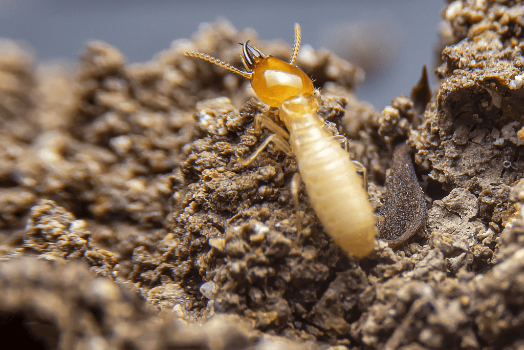 白蚁和蚂蚁是两种不同种类的昆虫
