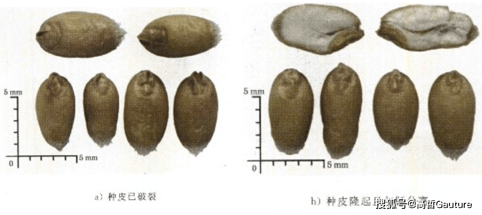 小麦不完善粒鉴别