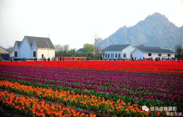 郁见春天 相约嵖岈 2021年嵖岈山第八届郁金香文化节3月20日启幕