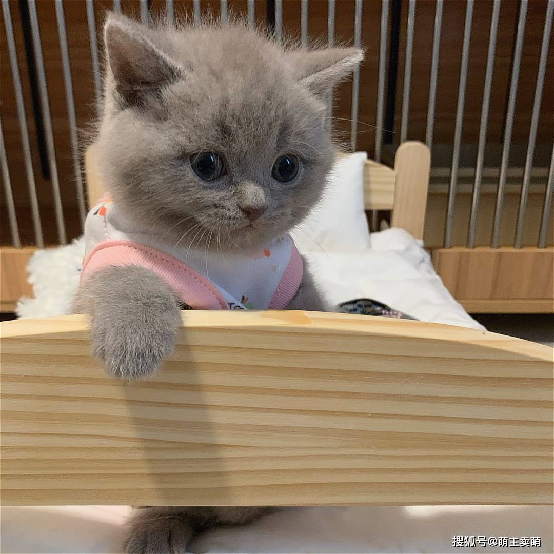 小蓝猫也可以有粉嫩可爱的肉垫