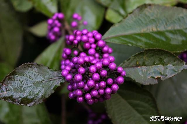 这种植物叫"紫珠",果实太漂亮了!
