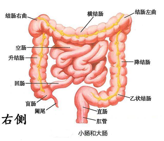 大肠各个地方肿瘤的症状