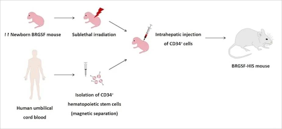 brgsf重度免疫缺陷小鼠:聚焦新药研发