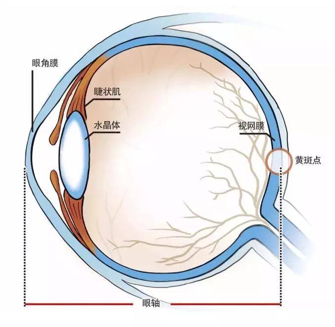 我们来科普一下: 眼轴 把眼睛看成一台光学仪器来描述:从眼球接收光线