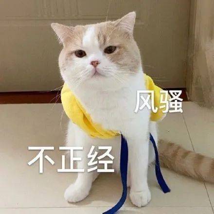 猫咪表情包我已经沉沦了