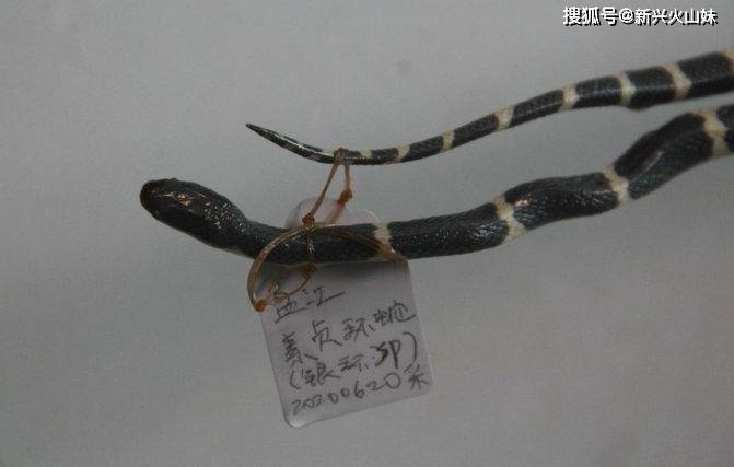 云南发现剧毒蛇新物种"素贞环蛇",咬伤皮肤发黑,呼吸困难