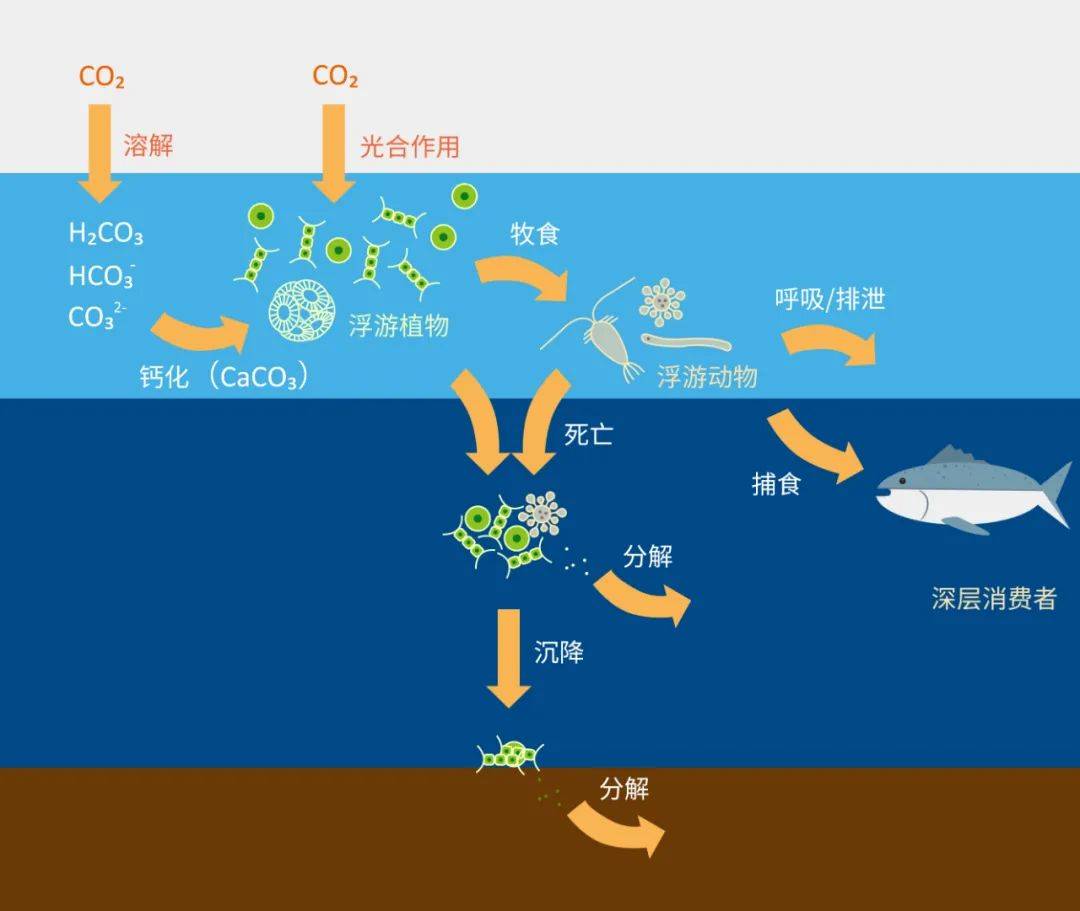 除了熄灯一小时,减少"碳排放,何为"碳中和?