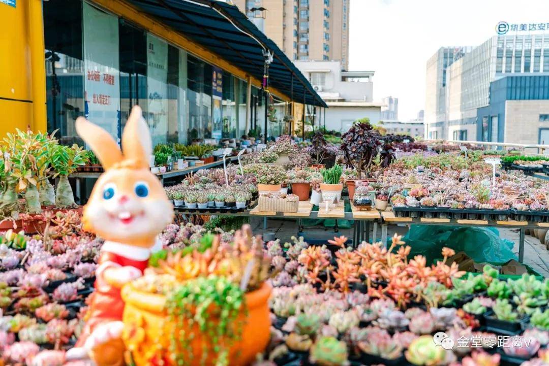 金堂这家屋顶花园近5万盆多肉,太美啦!