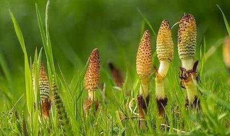 世界上最"吸金"的草,大自然界的聚宝盆,就生长在中国