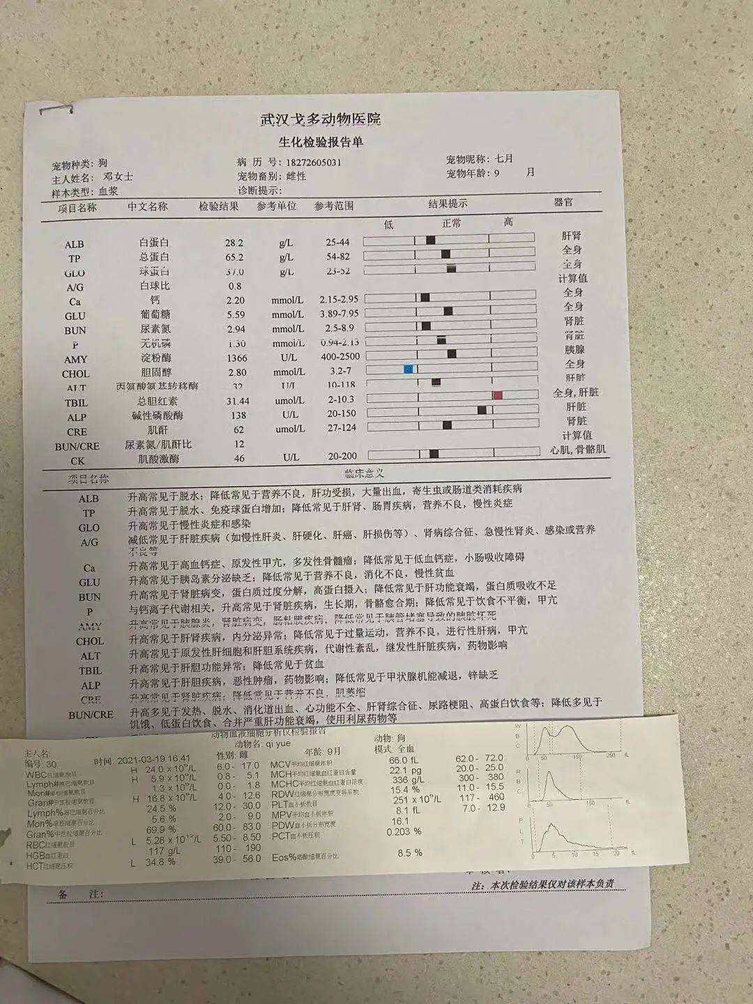 胰腺炎肝脾肿大腹腔积液竟发生仅九个月的阿拉斯加身上