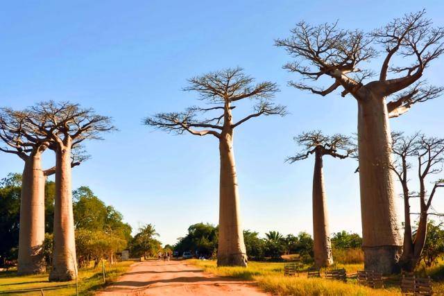 原创世界上最"神奇"的树木:高达20米,能吃能喝还能供人居住!
