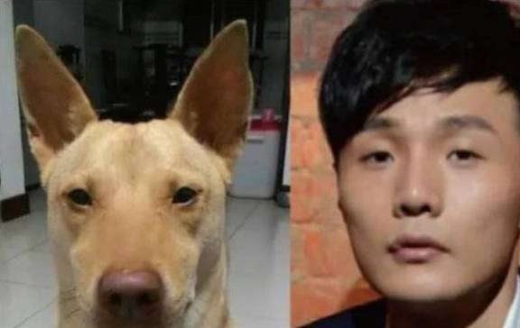 当狗狗长了一张明星脸,你看这个狗它既像孙红雷又像林永健