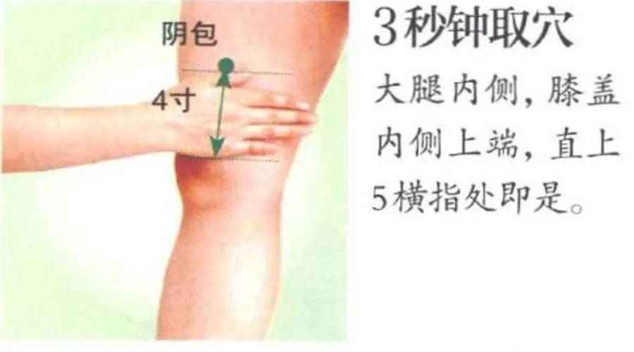 「释义」:阴包穴归属于肝经, 这个部位是肝经在腿部循行区域之中,最