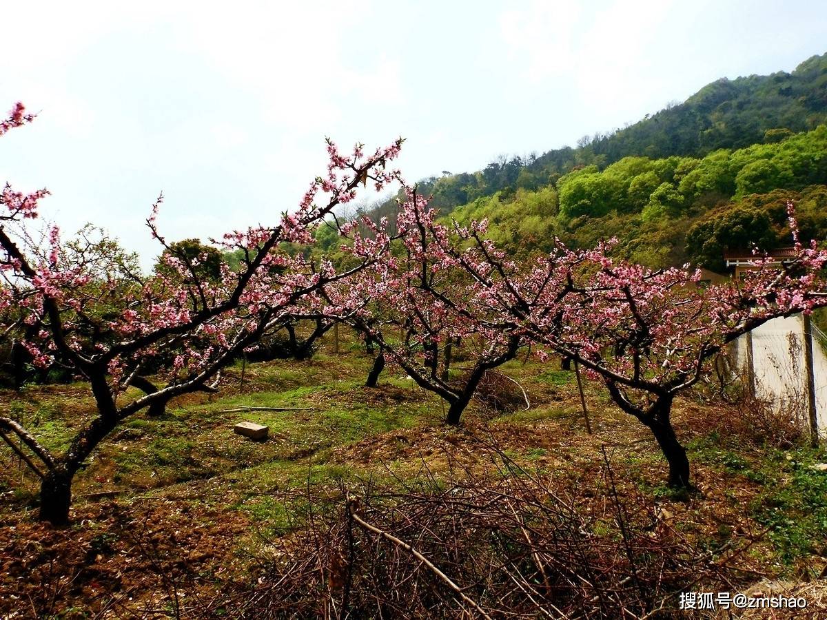 2021无锡阳山桃花节