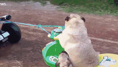 搞笑大哥吃个自助餐你咋戏这么多