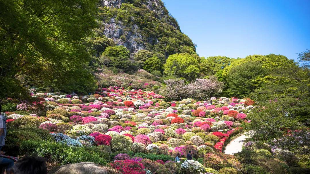 日本花海那么多其实记住这九个顶级地方就足够了