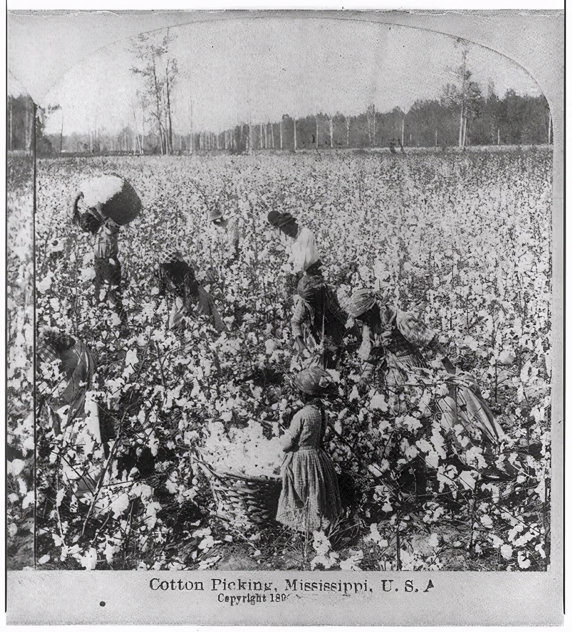 密西西比州棉花采摘.图源:美国国会图书馆