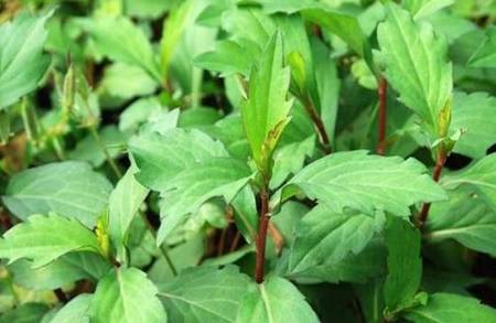 乡下长得像菠菜的野菜,中医称"金不换",药用价值极高