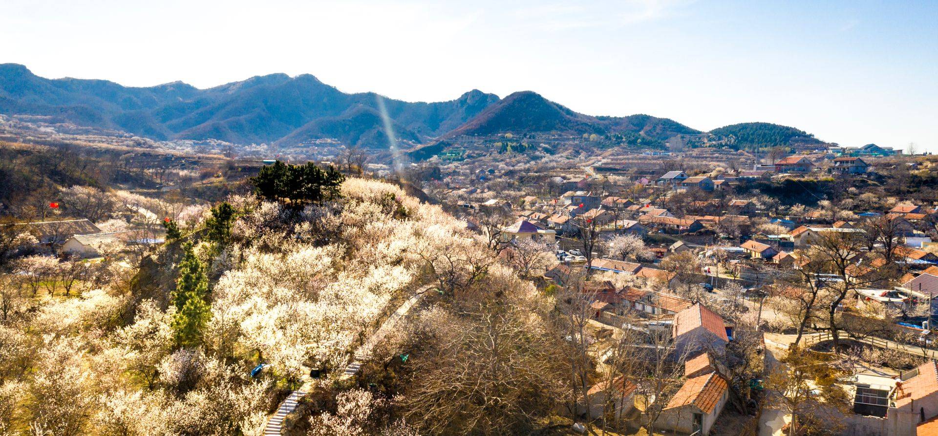 赏花客络绎不绝农家宴火爆 青岛西海岸杨家山里打造特色旅游品牌