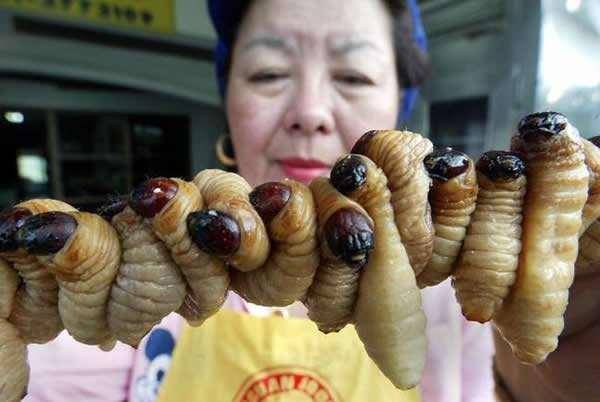 深圳东门昆虫宴生意火爆!这些东西你敢吃吗?
