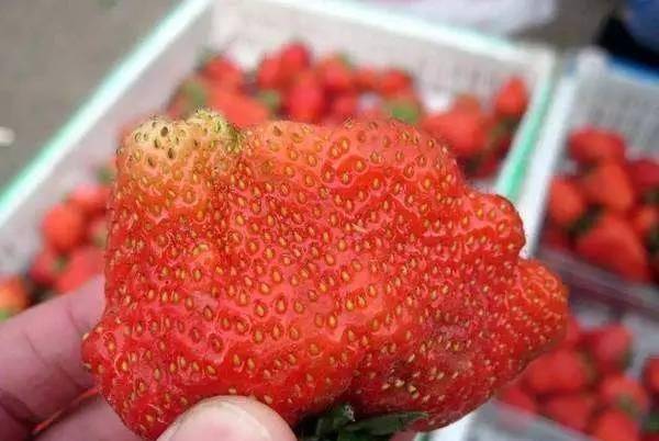 原创长得畸形的草莓就是打了激素吗?关于草莓的3个真相!