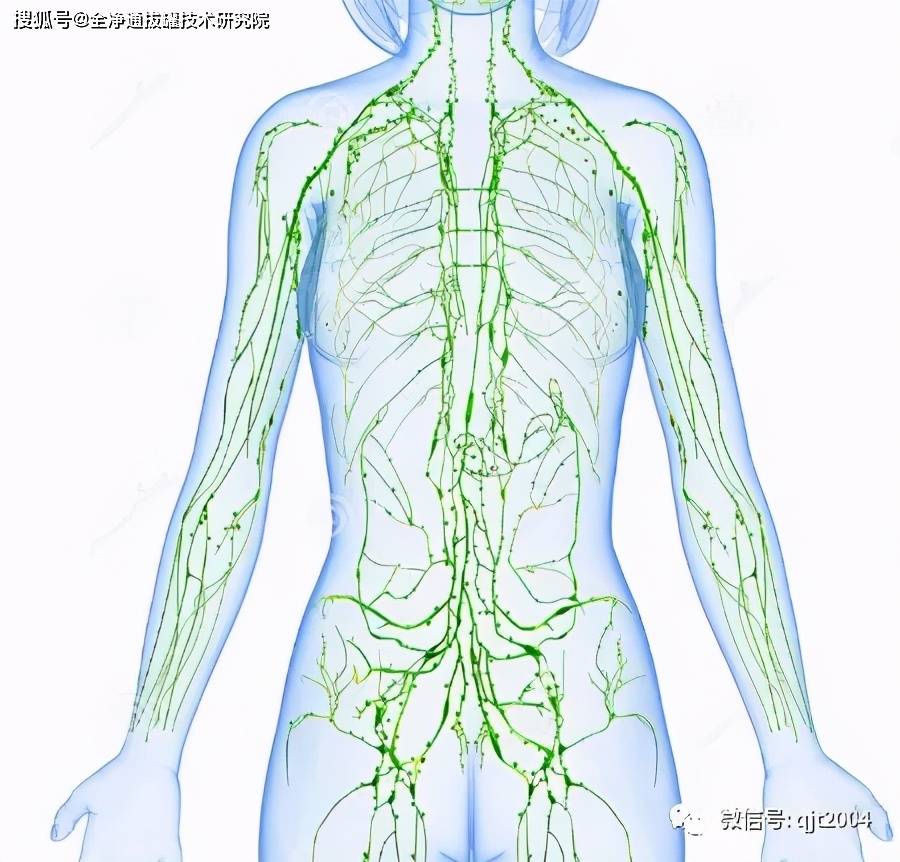 淋巴系统由淋巴液,器官,结节和小结,管道,腺体以及脉管所组成.