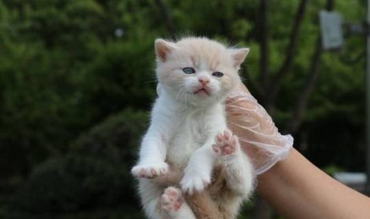 短毛猫-蓝白色vs种母5号-小香猪-英国短毛猫-乳白英短小猫生于2019年