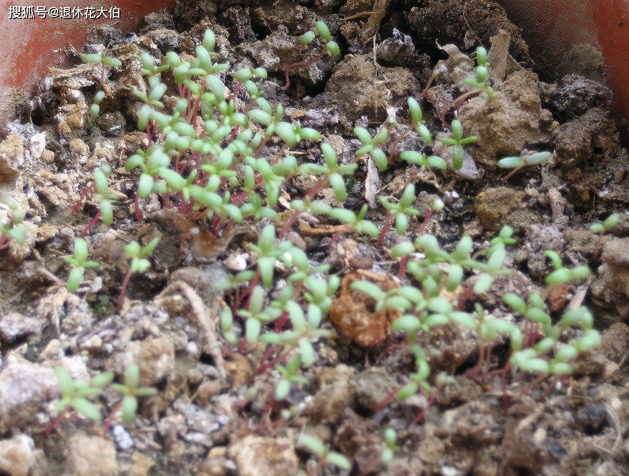 原创勤花王太阳花春天播种夏秋就像上了发条的机器一样开花