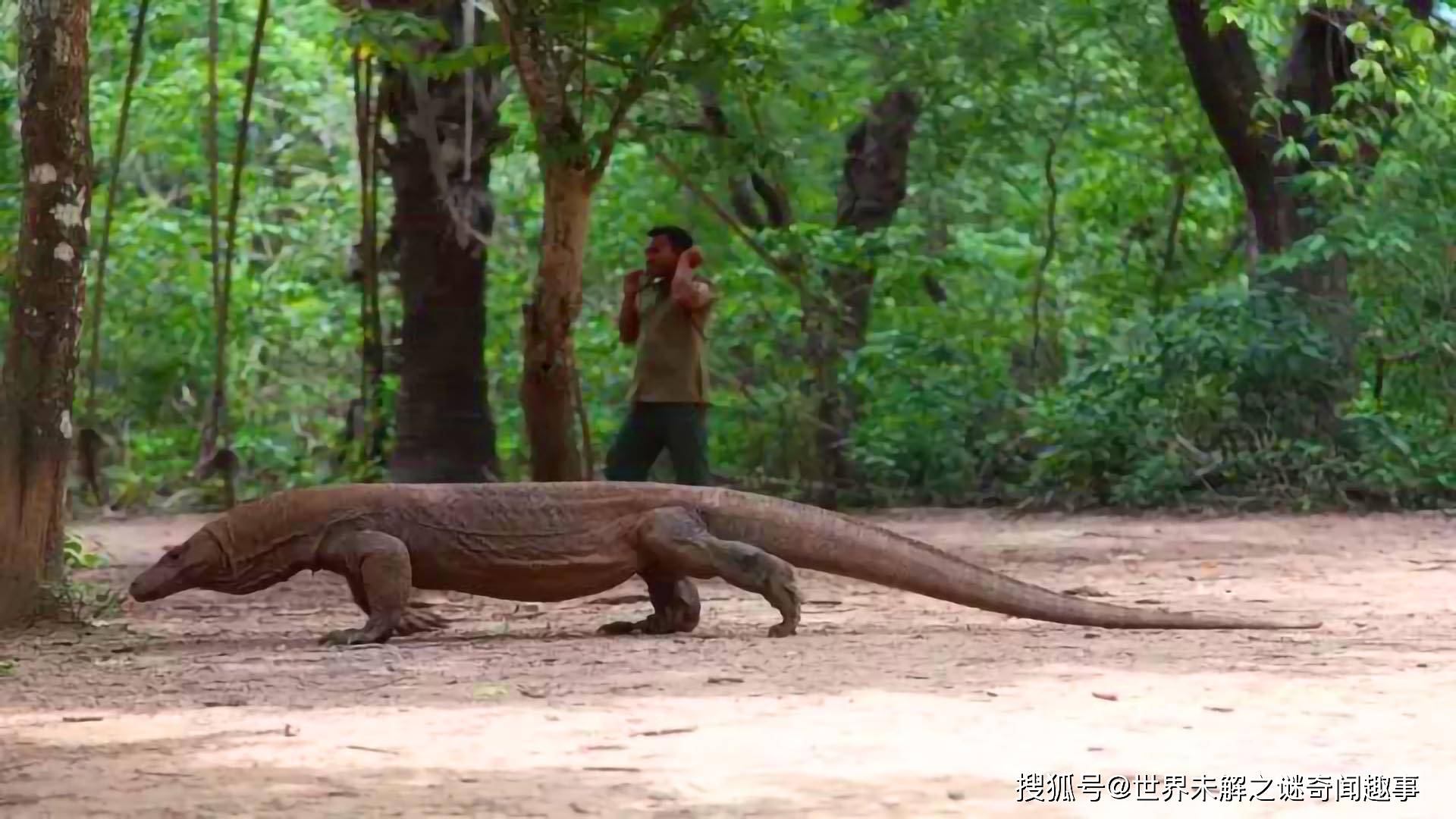 原创2米巨蜥,闯进泰国一家便利店,为何泰国经常出现巨蜥事件?