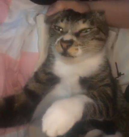 只想安安静静做一只精致的小猫咪!