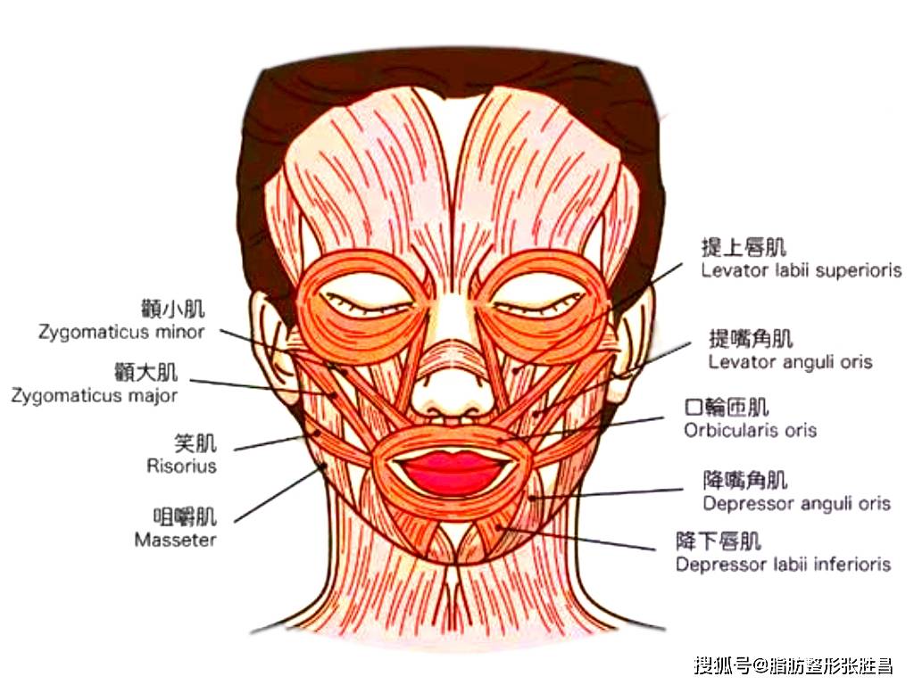 即是说,由于表情肌长期反复的运动,使得法令纹部位上下两种质地,结构