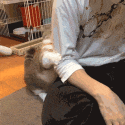 猫咪咬人的4种含义!咬你就对了,谁叫你不懂它的心!