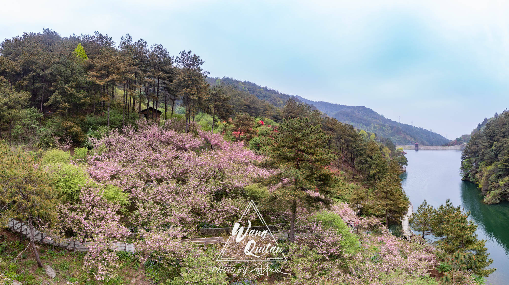 原创清凉寨中不负春光在武汉的后花园遇见漫山的樱花与杜鹃