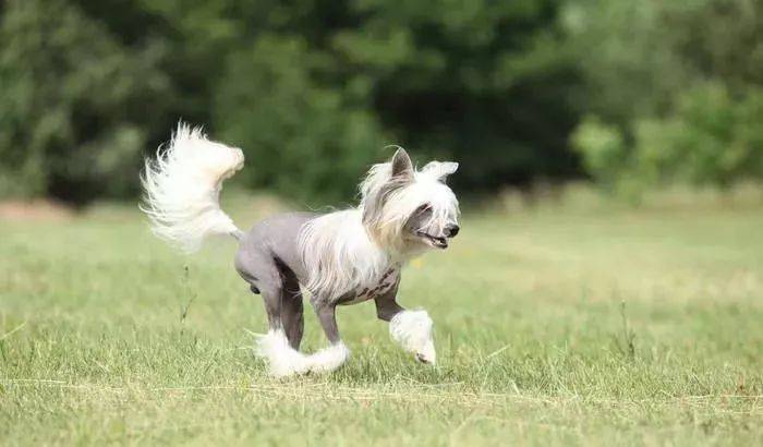 每日一犬中国冠毛犬