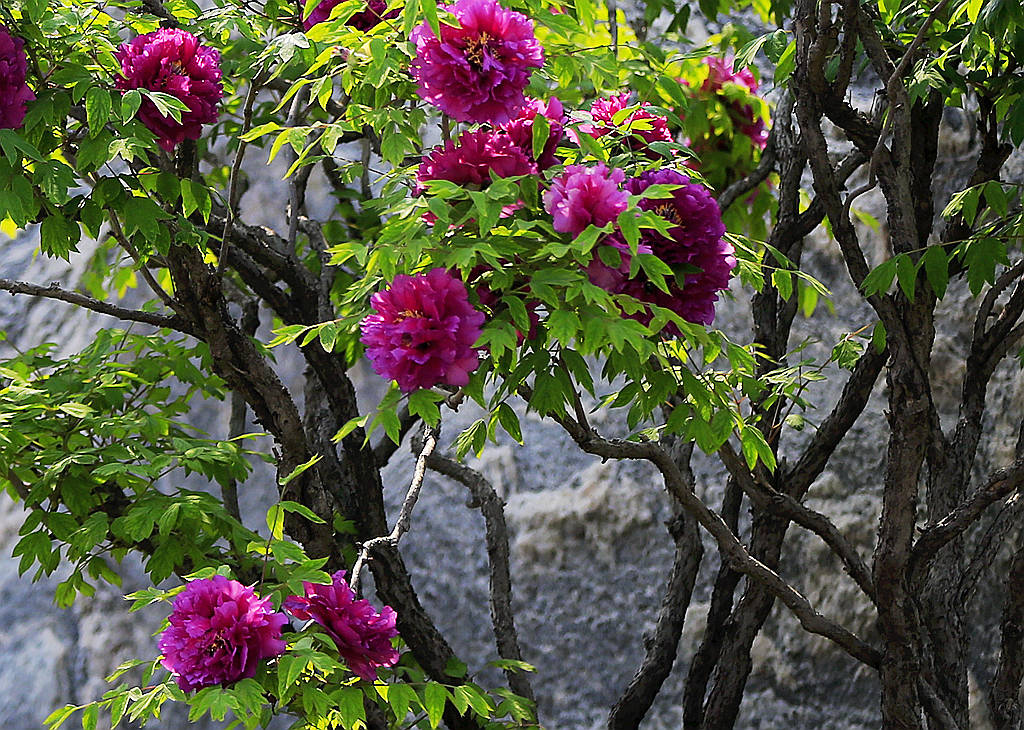 游九州池 看百年牡丹树