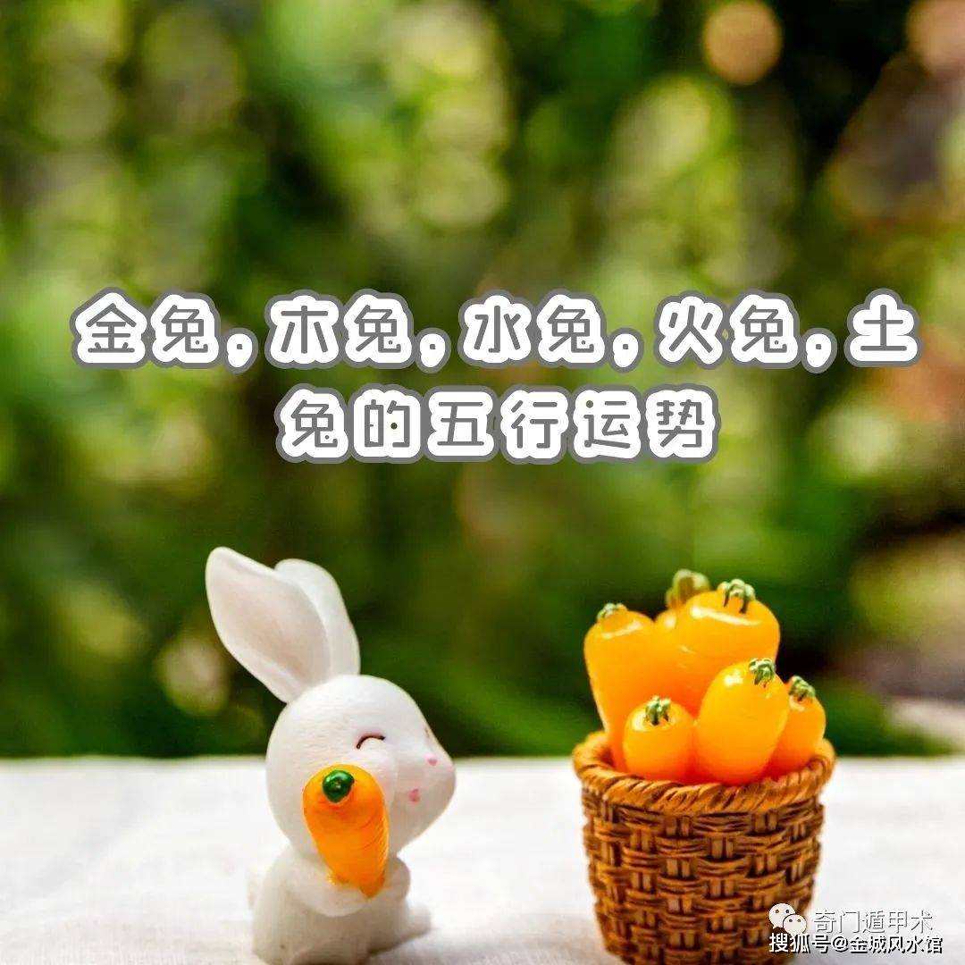 金城风水十二生肖金兔木兔水兔火兔土兔的五行运势