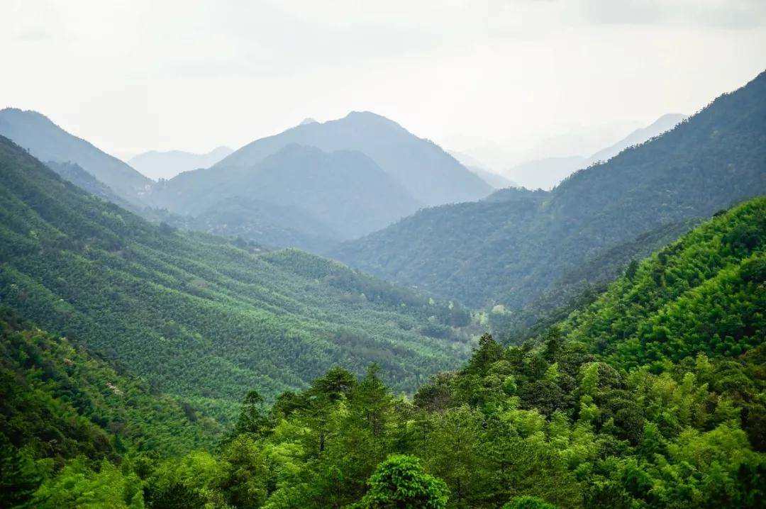 山水茶境最是春之味