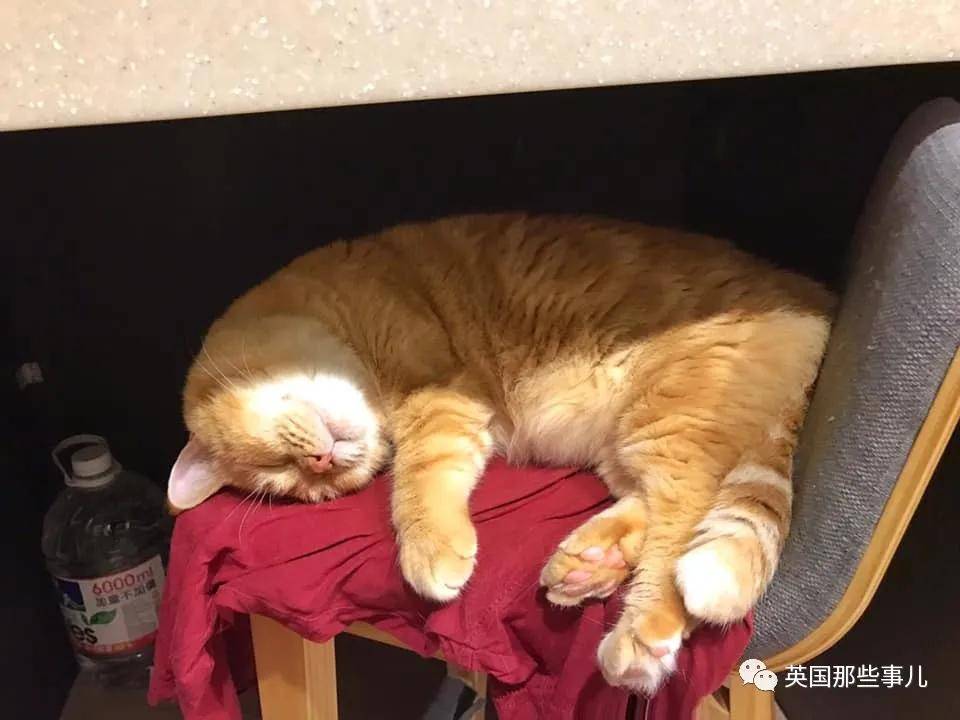 一只靠睡姿走红的橘猫… 这就是睡神本神吧