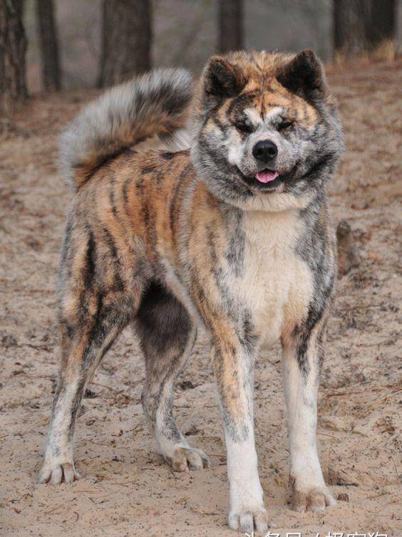 美国人把秋田犬培育成美系秋田犬之后日本人不乐意了