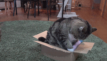 猫猫:朕的盒子,由朕来守护_maru